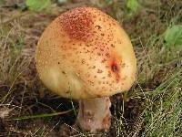 Amanita amerirubescens image