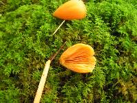 Entoloma quadratum image