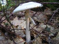 Amanita bisporigera image