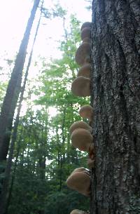 Ganoderma tsugae image