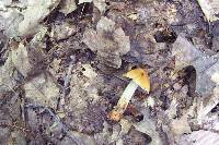 Cortinarius corrugatus image