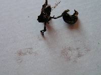 Psilocybe caerulipes image