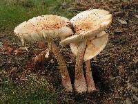 Amanita amerirubescens image