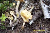 Armillaria mellea image