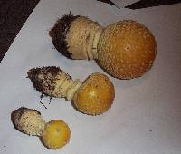 Amanita muscaria image
