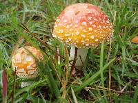 Amanita persicina image