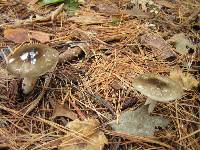 Hygrophorus fuligineus image