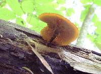 Galerina marginata image