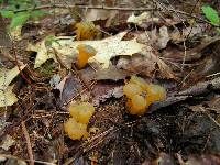 Leotia lubrica image