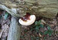 Ganoderma tsugae image