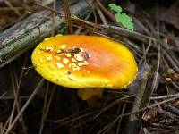 Amanita flavoconia image