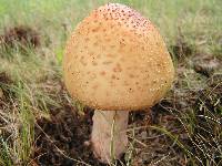 Amanita amerirubescens image