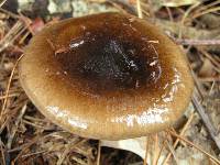 Hygrophorus fuligineus image