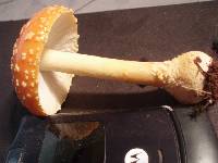 Amanita persicina image