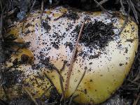 Amanita aprica image