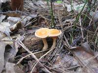 Hygrophoropsis aurantiaca image