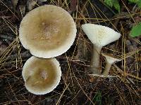 Ampulloclitocybe clavipes image