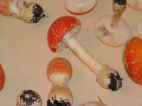 Amanita persicina image