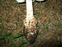 Amanita amerirubescens image