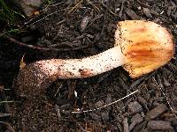 Amanita rubescens image