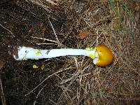 Amanita elongata image