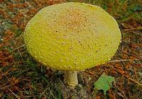 Amanita muscaria image