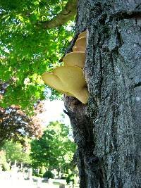 Polyporus squamosus image