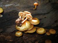 Galerina marginata image