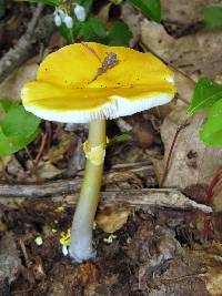 Amanita flavoconia image