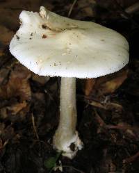 Amanita brunnescens image