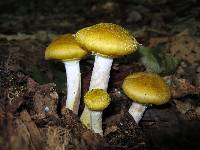 Armillaria mellea image