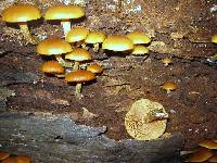 Galerina marginata image