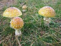 Amanita muscaria image
