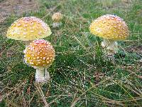 Amanita muscaria var. guessowii image