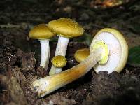 Armillaria mellea image