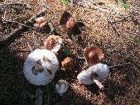 Amanita amerirubescens image