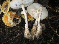 Amanita muscaria var. guessowii image