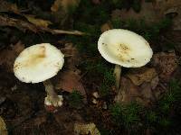 Amanita brunnescens image