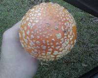 Amanita persicina image