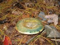 Lactarius chelidonium var. chelidonioides image