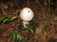 Amanita bisporigera image