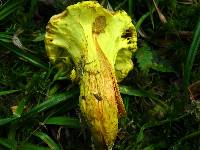 Pulveroboletus ravenelii image