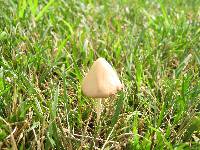 Conocybe apala image