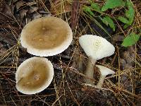 Ampulloclitocybe clavipes image