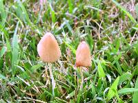 Conocybe apala image