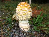 Amanita muscaria var. guessowii image