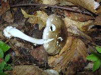 Amanita brunnescens image