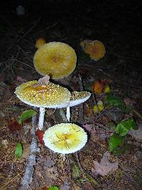 Amanita muscaria image