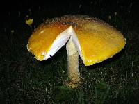 Amanita muscaria var. guessowii image