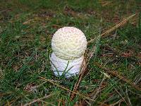 Amanita muscaria image